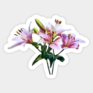 Bouquet of Pink Lilies Sticker